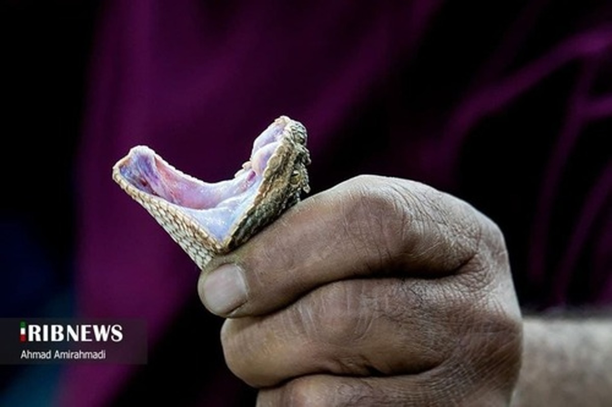 تولید پادزهر از افعی‌های شاخ دار دامغان! + تصاویر عجیب + ویدئو