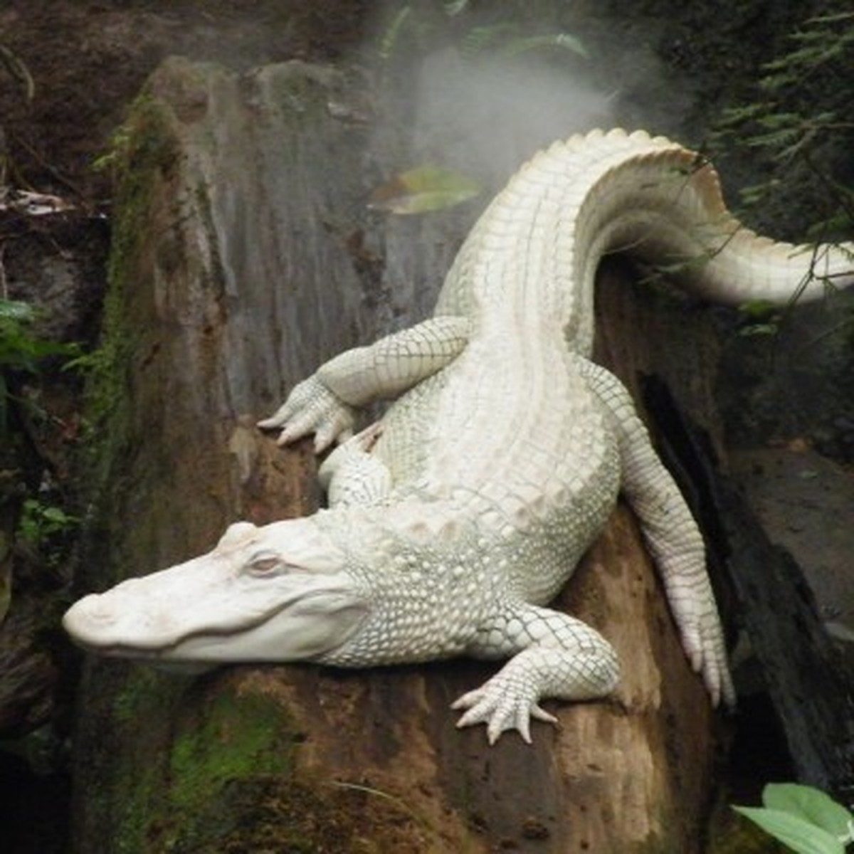 Альбино аллигатор (albino alligator) 1996. Белый аллигатор альбинос. Гребнистый крокодил альбинос. Белый крокодил картинки. Аллигатор альбинос.